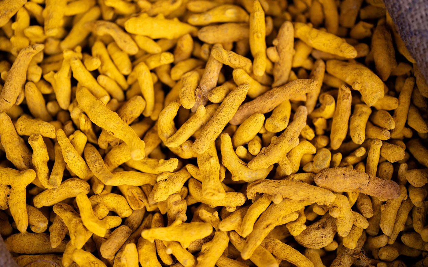 Kunyit (Curcuma longa), bahan botani sebenar